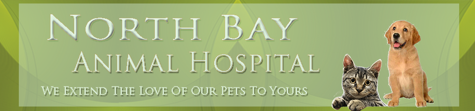 North Bay Animal Hospital Header